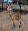 Prairie Seed Farms Deer Food Plot Seed